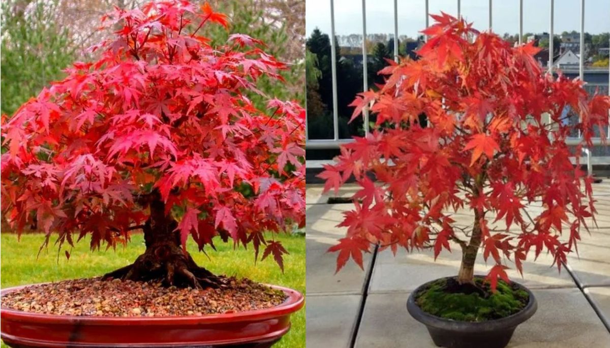 Puedes cultivar este árbol en una maceta. Imagen: composición Diario Uno. Puedes cultivar este árbol en una maceta. Imagen: composición Diario Uno.