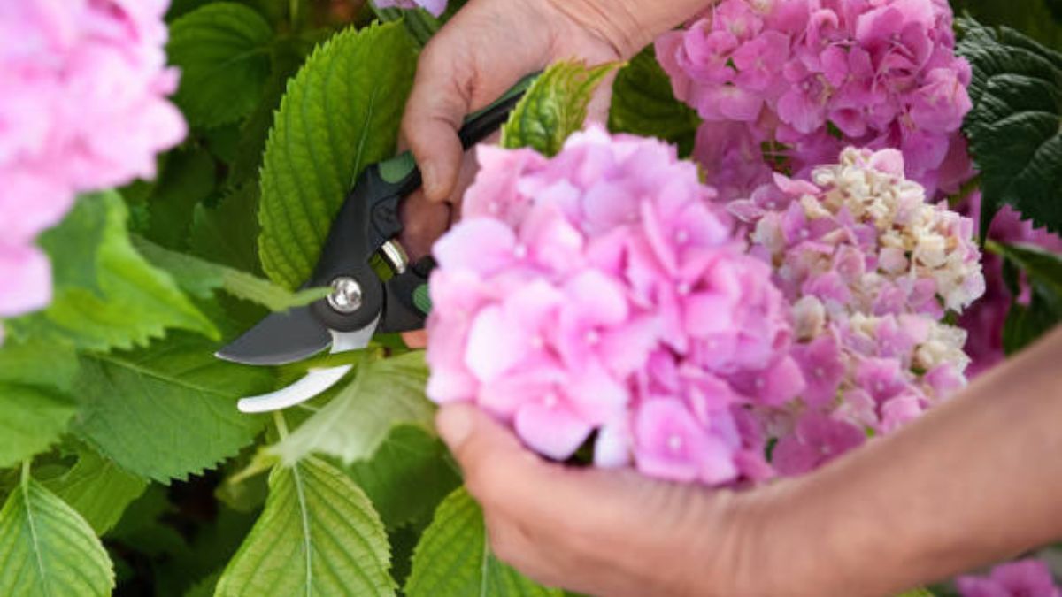 Estas son las claves para podar una hortensia.