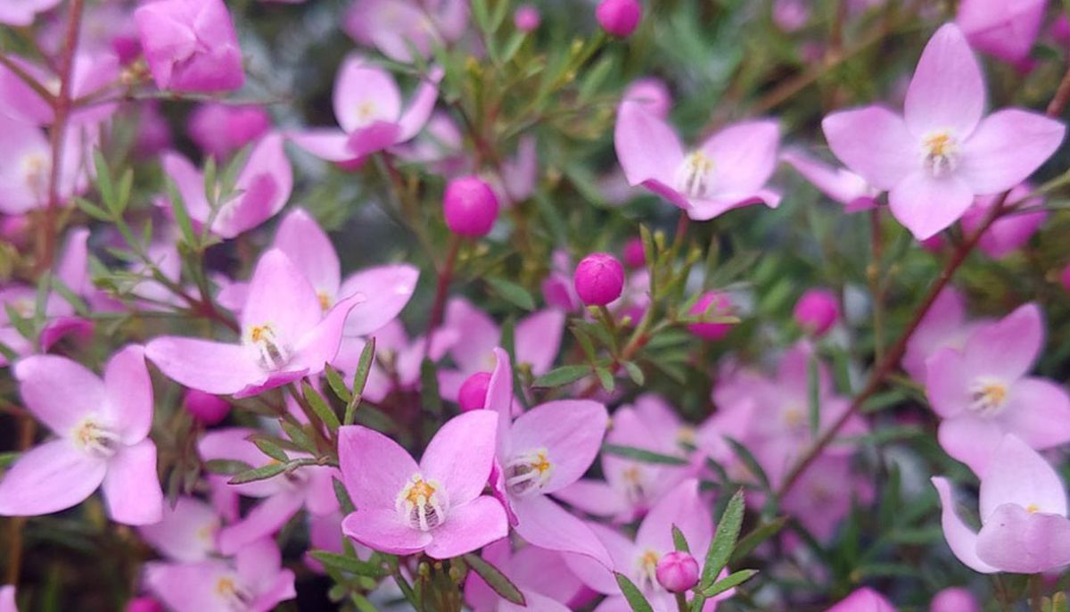 Ajusta la frecuencia de riego según la estación. Ajusta la frecuencia de riego según la estación.