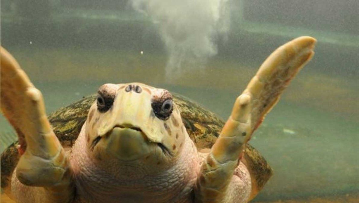 El tortugo Jorge vive en el Acuario de la Ciudad de Mendoza desde el 4 de marzo de 1984.