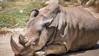 Murió un rinoceronte blanco y sólo quedan 5 en el mundo