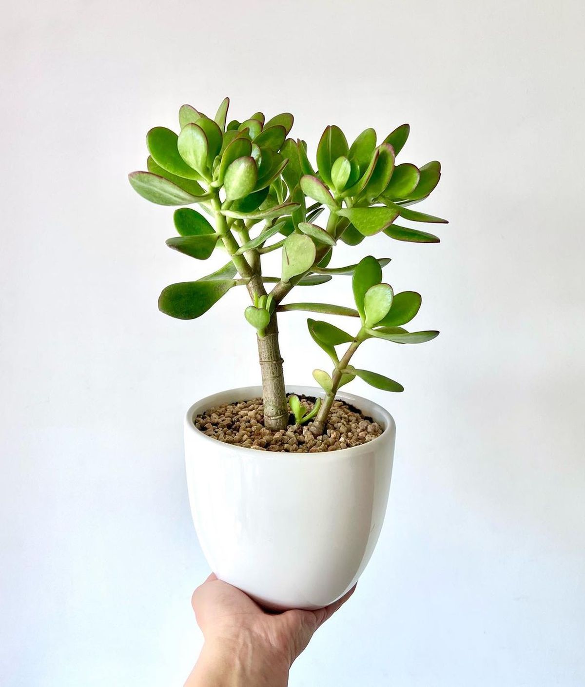 Árbol de Jade. Árbol de Jade.