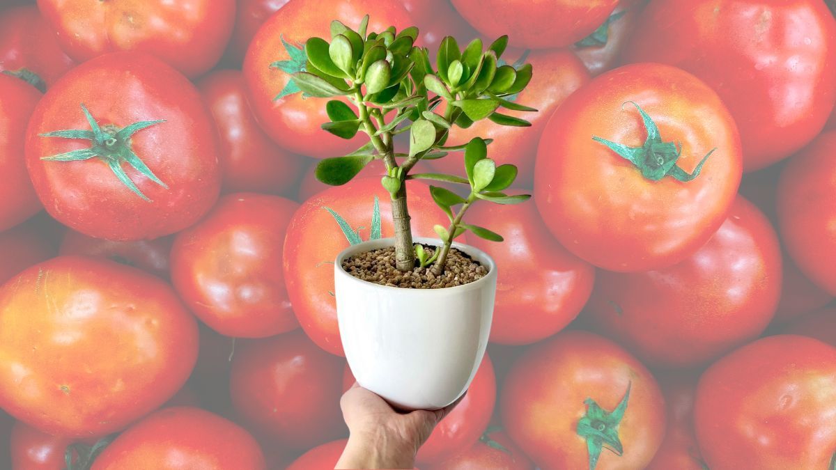 Usando solamente tomate