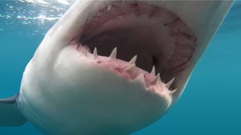 Un hombre sobrevivió a la mordida de un tiburón en la cara: Me perdonó la vida Un hombre sobrevivió a la mordida de un tiburón en la cara: Me perdonó la vida