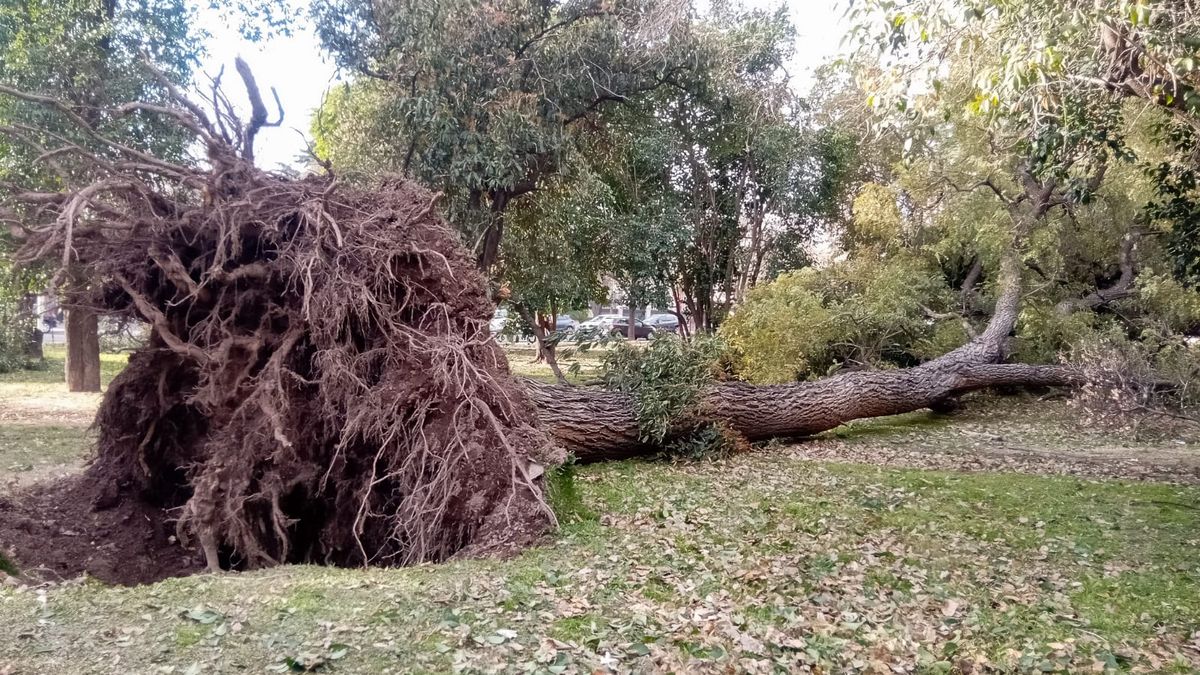 Durante el último episodio de viento Zonda en Mendoza, algunos árboles de gran porte se cayeron. La decisión de la DGE busca minimizar los riesgos para la población. Durante el último episodio de viento Zonda en Mendoza, algunos árboles de gran porte se cayeron. La decisión de la DGE busca minimizar los riesgos para la población.
