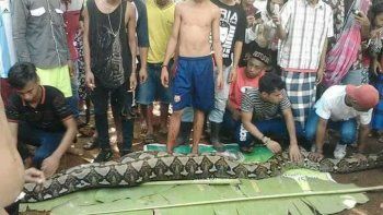 Una pitón gigante se tragó a una mujer en Indonesia