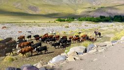 La tarea rural en Malargüe y en plena época de fiestas. Saúl tiene 12 años y acompaña a su papá. La tarea rural en Malargüe y en plena época de fiestas. Saúl tiene 12 años y acompaña a su papá.