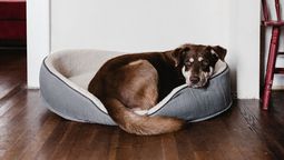 Cómo quitar el olor a perro de la cucha