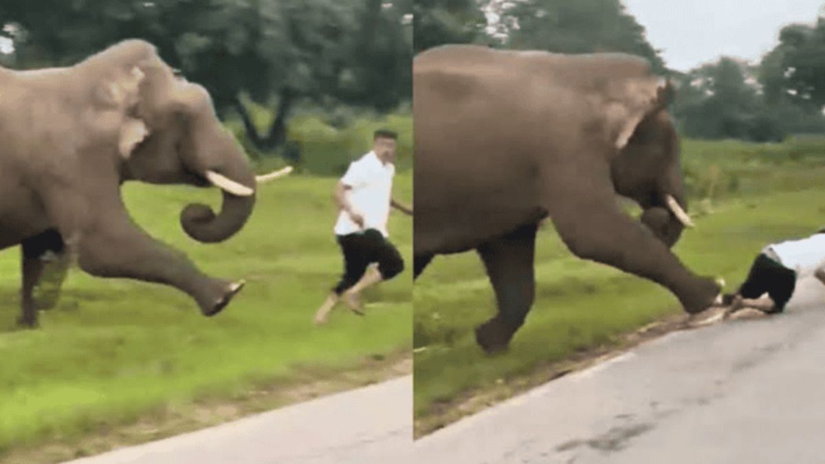 Un elefante mostró una violenta reacción al perseguir y aplastar a un turista que se acercó para sacarse una selfie Un elefante mostró una violenta reacción al perseguir y aplastar a un turista que se acercó para sacarse una selfie