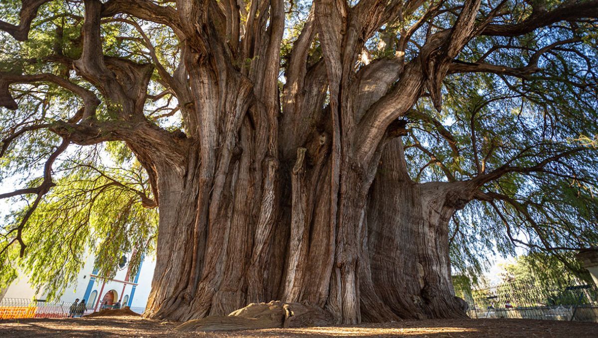 El árbol con el tronco más ancho del mundo está en América Latina: tiene el tamaño de una casa