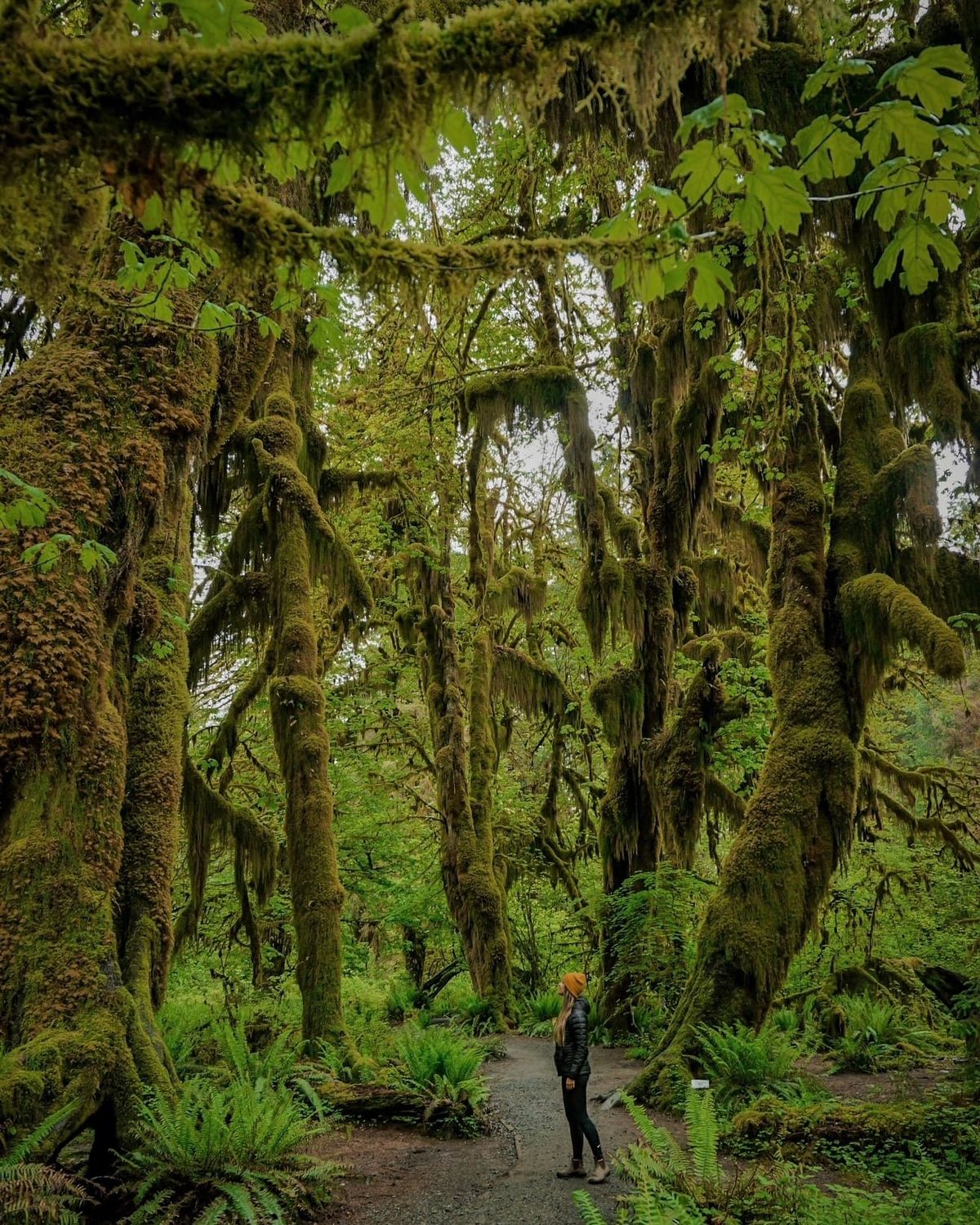 Estos senderos están cubiertos de árboles con musgo. Imagen: National Park Services Estos senderos están cubiertos de árboles con musgo. Imagen: National Park Services