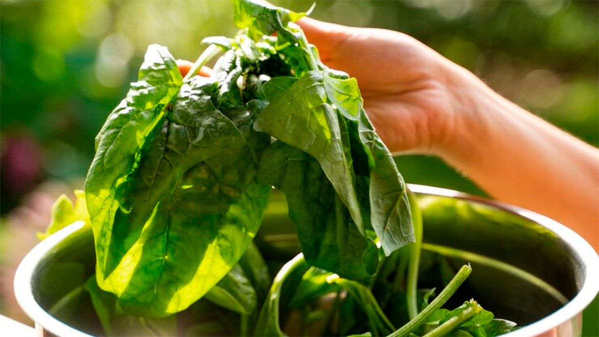 Espinaca, la hoja verde que aporta colágeno al cuerpo. Espinaca, la hoja verde que aporta colágeno al cuerpo.