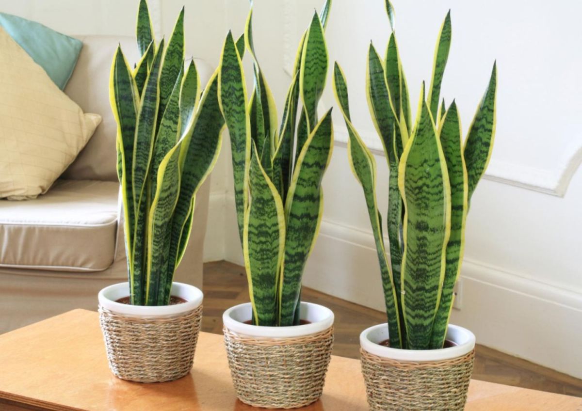 Lengua de suegra, una planta con propiedades nobles, según el Feng Shui. Lengua de suegra, una planta con propiedades nobles, según el Feng Shui.