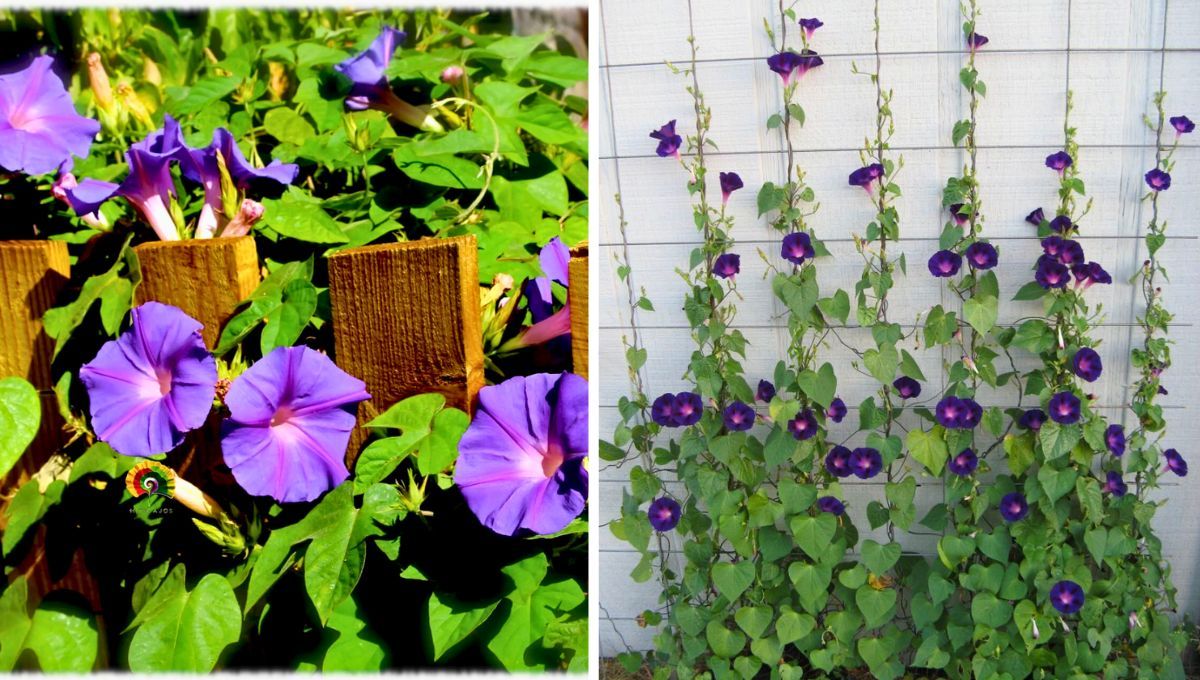 Ipomoea purpurea, llamada popularmente gloria de la mañana, es de fácil cuidado y muy hermosas para el jardín. Ipomoea purpurea, llamada popularmente gloria de la mañana, es de fácil cuidado y muy hermosas para el jardín.