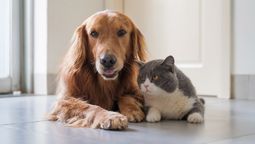 El movimiento de la cola en perros es un gran medio de comunicación.
