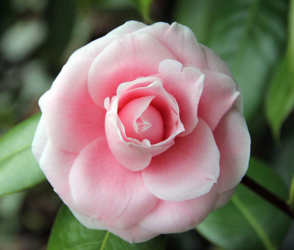 La Camellia japonica es una planta nativa de oriente. Imagen: Pixabay La Camellia japonica es una planta nativa de oriente. Imagen: Pixabay