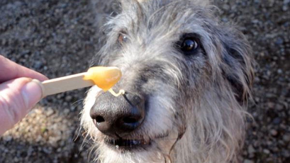 Respira profundo al saber qué pasa si le doy miel a mi perro