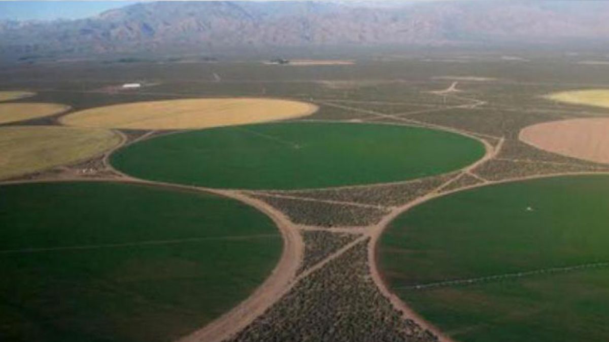 Mendoza exporta papas prefritas por 30 millones de dólares