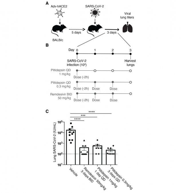 Coronavirus: un antiviral de España es 100 veces más potente que el tratamiento actual