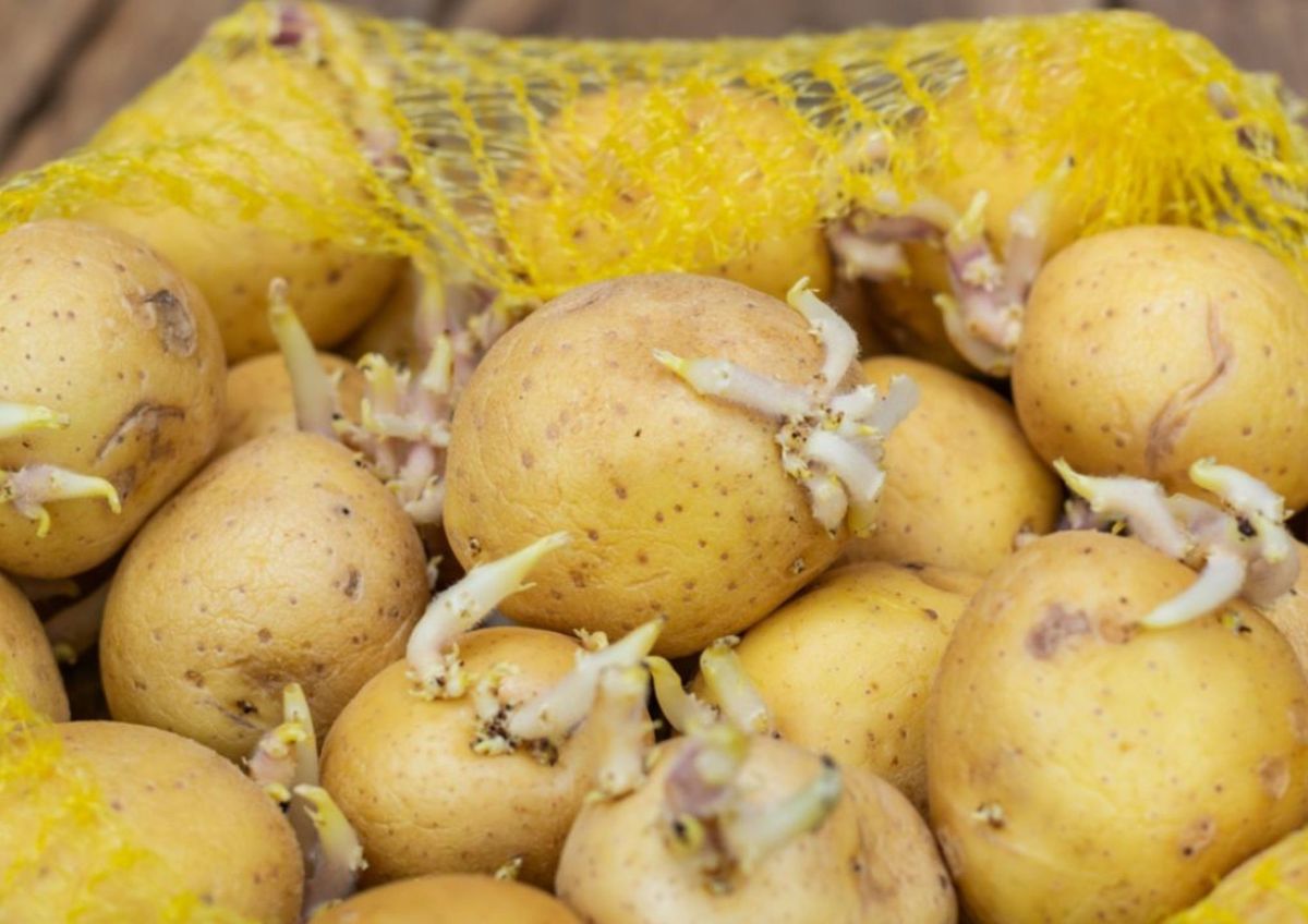 Papas con brotes ¿Son seguras?