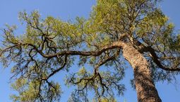 El árbol con la madera más fuerte del mundo crece en un país de América del Sur El árbol con la madera más fuerte del mundo crece en un país de América del Sur