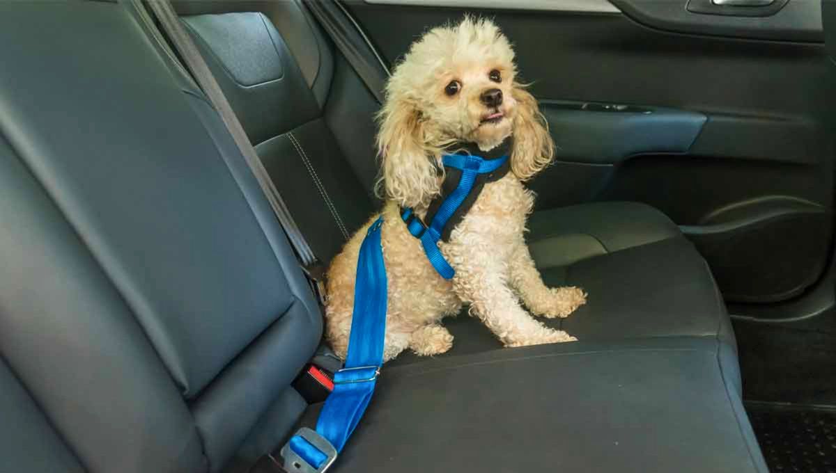 Presta atención: el error que todos cometen al irse de viaje con su perro