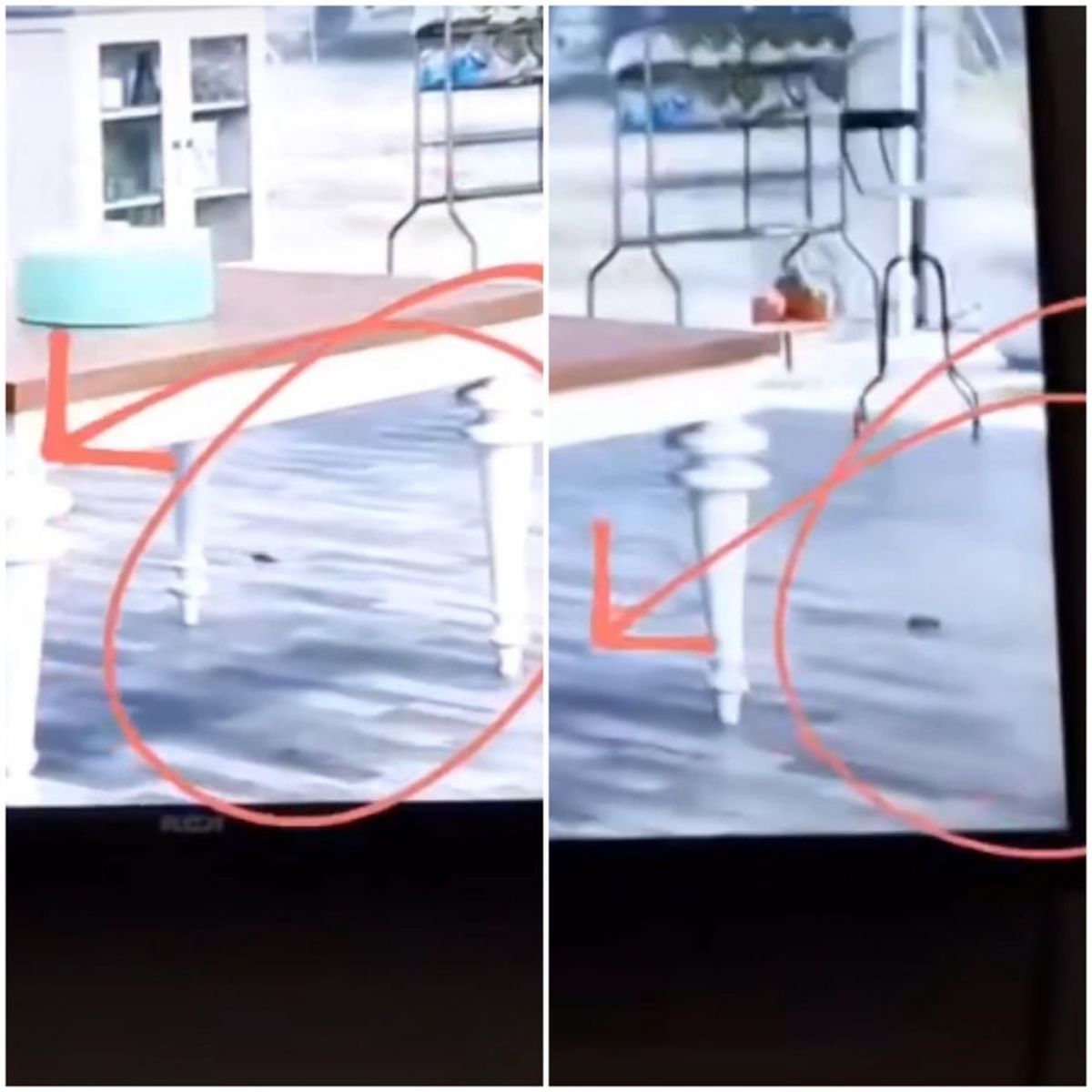 ¡Un asco! Apareció una rata en 