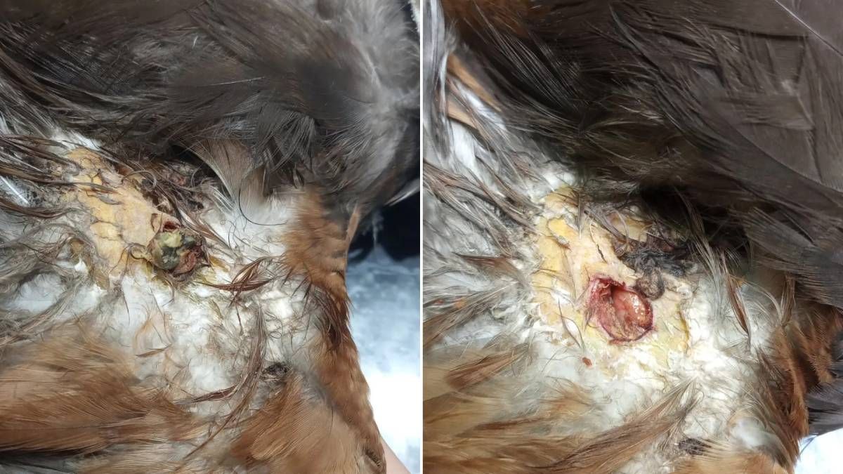 El gavilán mixto baleado en Guaymallén sufrió graves heridas en una de sus alas y quizás no pueda volver a volar. El gavilán mixto baleado en Guaymallén sufrió graves heridas en una de sus alas y quizás no pueda volver a volar.