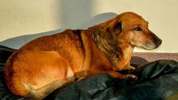 Conmovedor: una perrita lleva 2 años esperando a su dueño en el hospital donde murió
