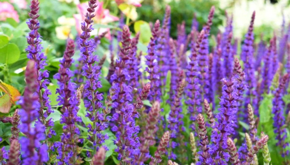 La planta que atrae colibríes a tu jardín y tiene flores casi todo el año