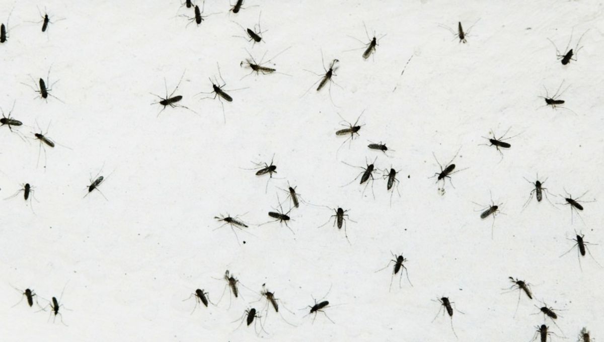 Los mosquitos pueden ser erradicados a través de una sencilla mezcla. Los mosquitos pueden ser erradicados a través de una sencilla mezcla. 