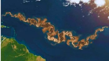 Tras recolectar 42 mil toneladas, esta playa de América Latina sigue cubierta por una mancha marrón Tras recolectar 42 mil toneladas, esta playa de América Latina sigue cubierta por una mancha marrón
