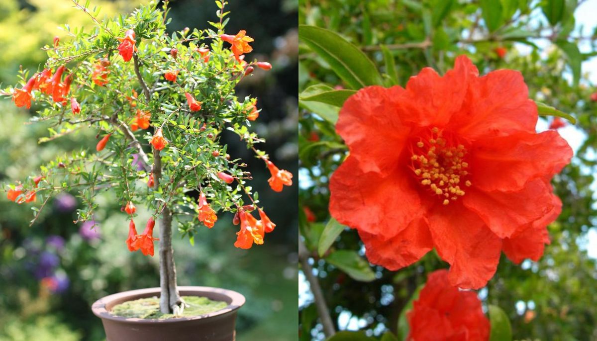 El árbol apto para macetas que decora tu balcón con un toque otoñal