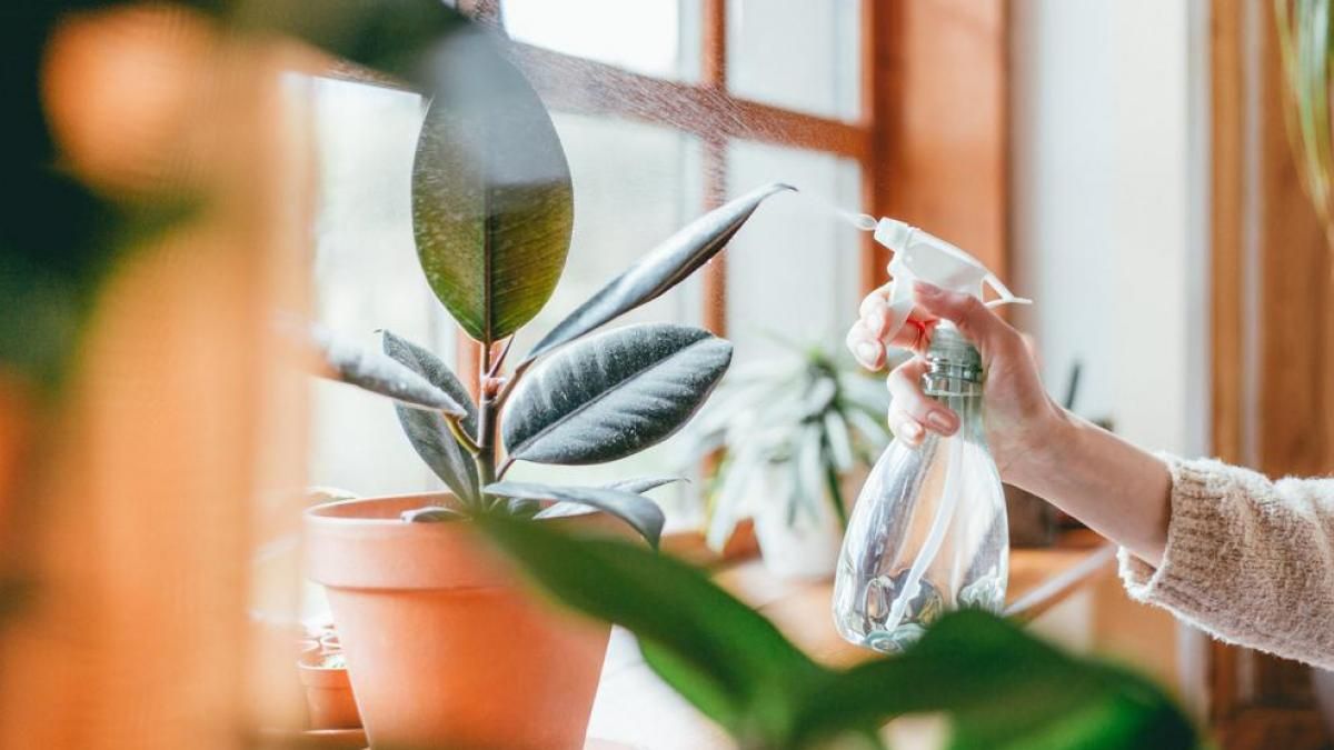 Cuidados en invierno para las plantas de interior Cuidados en invierno para las plantas de interior