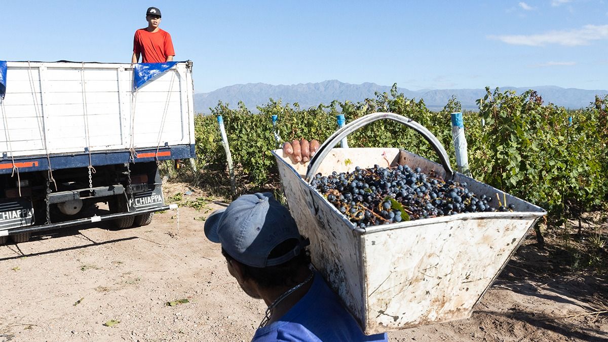 La uva de mesa será uno de los productos con menos aranceles de exportación a la Unión Europea. La uva de mesa será uno de los productos con menos aranceles de exportación a la Unión Europea.