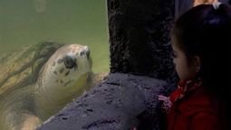 Liberen a Jorge. El tortugo tiene problemas psicológicos por el encierro, así lo explicó el abogado animalista Oscar Mellado.