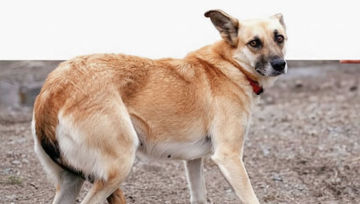 Este comportamiento de tu mascota tiene connotaciones negativas.&nbsp;