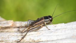Descubrí qué significa la presencia de grillos en el jardín.