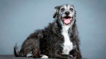 La edad exacta en la que tu perro se convierte en viejo según su tamaño y los cuidados obligatorios