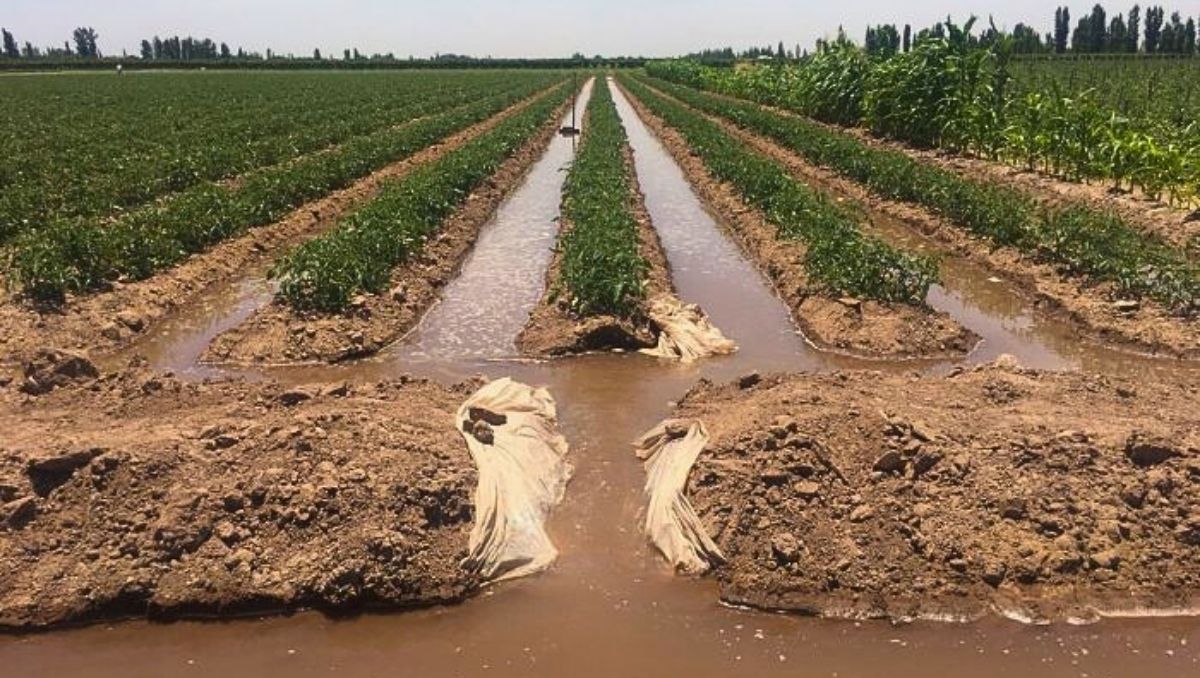 Irrigación limitó el riego en zonas cultivadas de Lavalle por el riesgo del agua con efluentes cloacales.