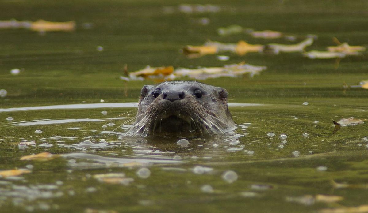 Descubrimiento de una nueva especie en América Latina sorprende a los especialistas Descubrimiento de una nueva especie en América Latina sorprende a los especialistas