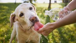 Procura que los perros tomen mucha agua