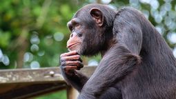 Los chimpancé tienen rasgos que todavía desconocemos. Los chimpancé tienen rasgos que todavía desconocemos.