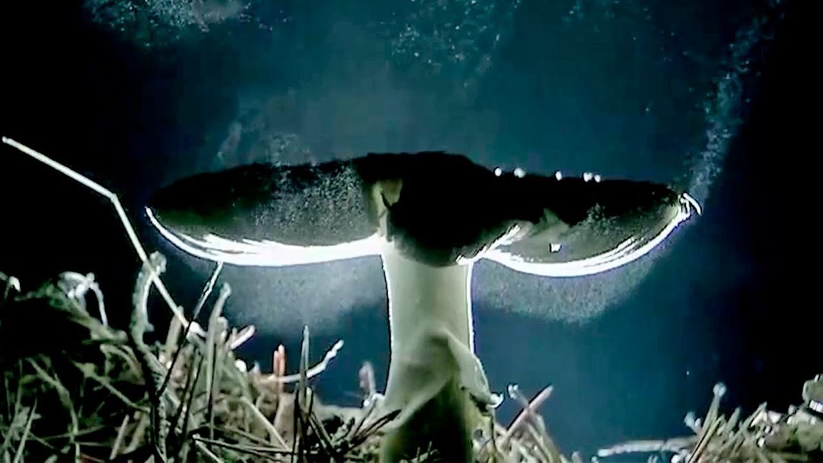 El estudio realizado por microbiólogos de Virginia Tech determinó que las proteínas fúngicas pueden ser transportadas por el viento hacia la atmósfera, donde actúan como núcleos de nucleación mucho más abundantes que los bacterianos, lo que otorga a estas especies un rol protagónico en la formación de nubes y lluvias. El estudio realizado por microbiólogos de Virginia Tech determinó que las proteínas fúngicas pueden ser transportadas por el viento hacia la atmósfera, donde actúan como núcleos de nucleación mucho más abundantes que los bacterianos, lo que otorga a estas especies un rol protagónico en la formación de nubes y lluvias.