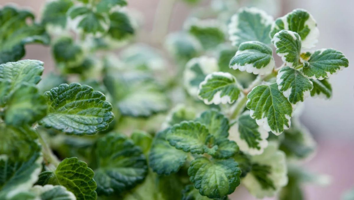 Incienso: cómo lograr que esta planta perfume toda nuestra casa