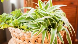 Cultiva plantas araña para embellecer tus espacios.&nbsp;