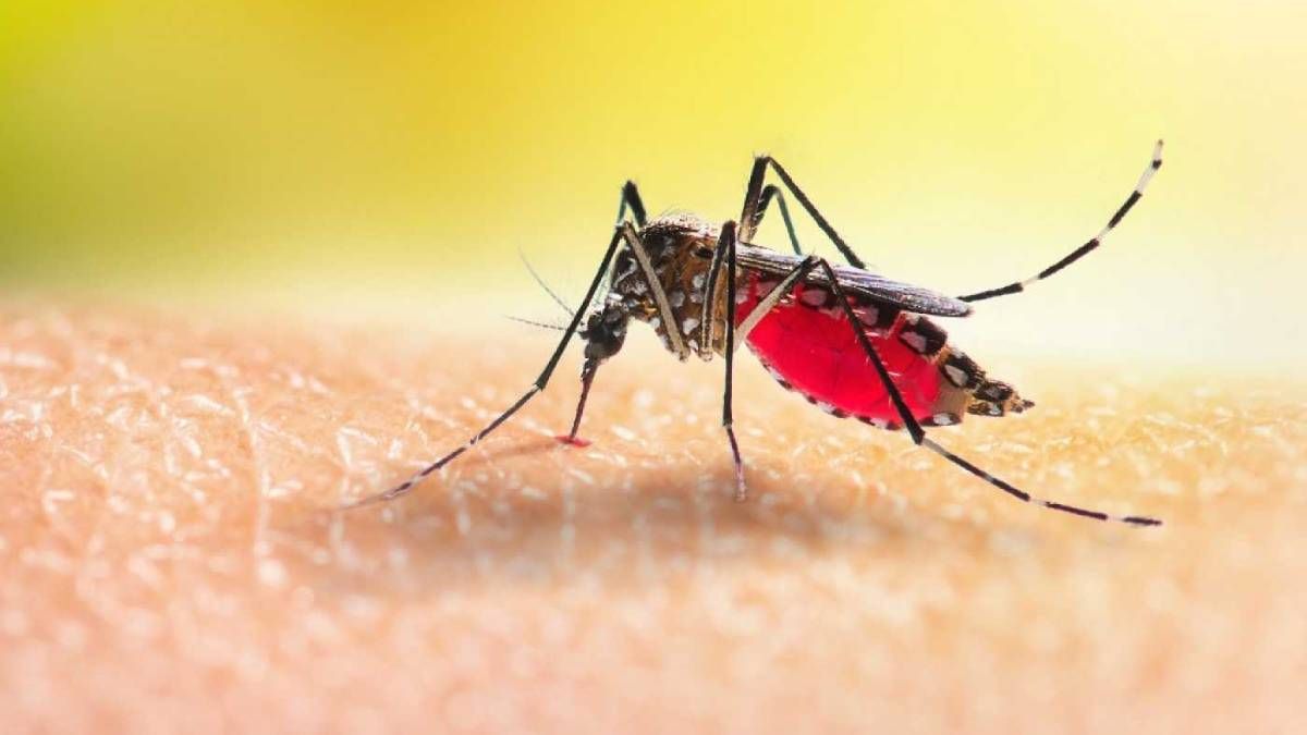 Dile adiós a los mosquitos con este efectivo repelente e insecticida natural