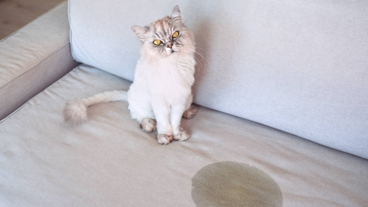 En el caso de que tu gato haya orinado en tu sofá o cama, deberás tener paciencia para poder quitar el olor y realizar este truco casero. En el caso de que tu gato haya orinado en tu sofá o cama, deberás tener paciencia para poder quitar el olor y realizar este truco casero.