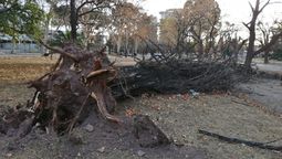Uno de los árboles caídos por el viento Zonda en el Parque.