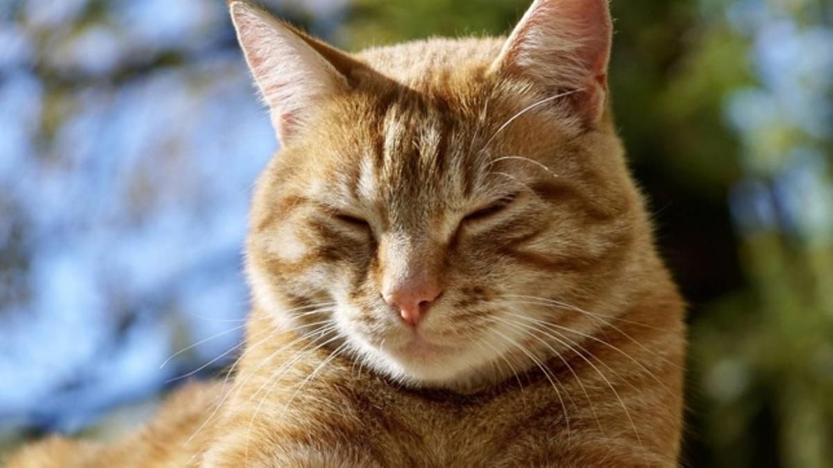 Qué significa que tu gato te mire con los ojos entrecerrados, según especialista Qué significa que tu gato te mire con los ojos entrecerrados, según especialista